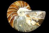 Polished Fossil Nautilus - Madagascar #113542-1